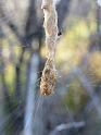 Arachnura_higginsi_D5984_Z_85_Home Wendy Eiby_Australie